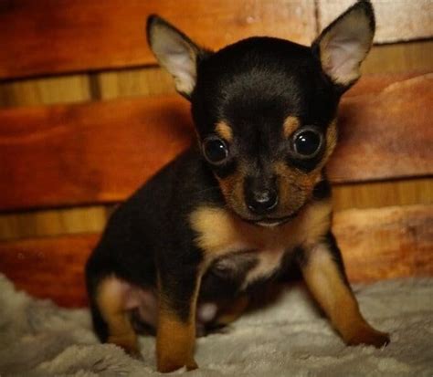 The <b>Chihuahua</b> is an excellent little watchdog. . Chihuahua puppies free near me